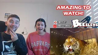 British Couple Reacts to Animals Being FREED For The First Time!