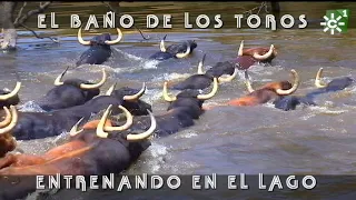 Toros de Las Monjas entrenamiento en el lago: baño aéreas dron (2018) | Toros desde Andalucía