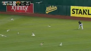 COL@OAK: O.Co Coliseum taken over by birds