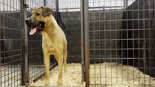 Saved from a dog meat farm, Henry is finally safe!