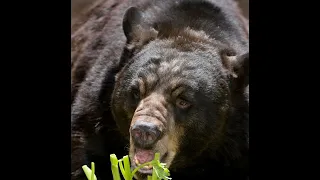 Three Boys Were Stalked And Killed While FIshing By This Black Bear