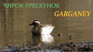 Чирок-Трескунок, Интересные факты. Garganey, Interesting Facts