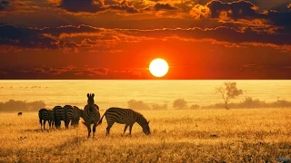 The Beauty of Africa | landscapes and wildlife