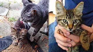 House Cat Brought In a Stray Kitten And Insists On Keeping It For Herself