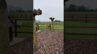 Happy alpacas jumping in the fields