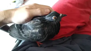 Pigeon Bathing and Showering