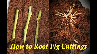 How I Root My Fig Cuttings - Start to Finish