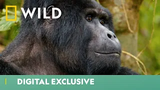 The Life Of A Gorilla Retiree | Wild Africa | National Geographic UK