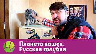 Русская голубая. Планета кошек | Живая Планета