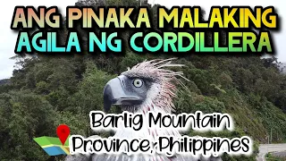 Ang pinaka malaking Agila ng Cordillera | Tapaw | Barlig Mountain Province #agila #nature