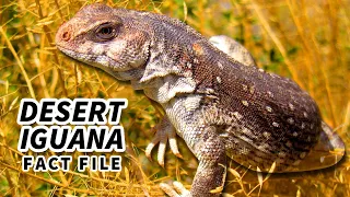 Desert Iguana Facts: they like it HOT 🔥 Animal Fact Files