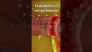 🌟El alcohol en el cuerpo humano🌟#shortvideo #short #alcohol #alcoholismo #alcoholic #alcoholism