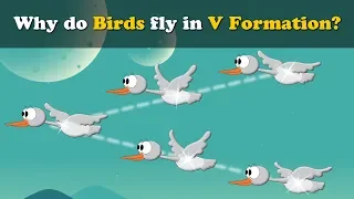 Why do Birds fly in V Shape? + more videos | #aumsum #kids #science #education #children