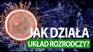 Jak działa człowiek? #UKŁAD ROZRODCZY (tłumaczenie PJM)