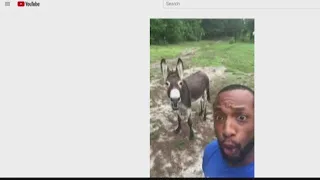 Donkey sings along to the Lion King with owner