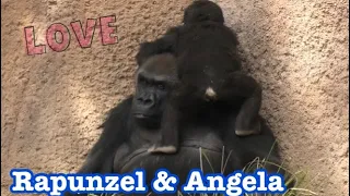 Gorilla 🌸 Angela loves Aunty Rapunzel 🌸 Beautiful Evelyn and Rapunzel 🌸 Los Angeles Zoo