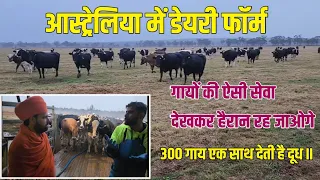 आस्ट्रेलिया में डेयरी फार्म॥गायों की ऐसी सेवा देखकर हैरान रह जाओगे।300 गाय एक साथ देती है दूध ॥