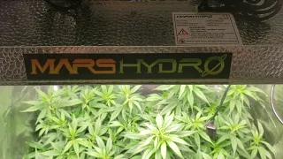 Mars Hydro 2x2 tent & TS1000 grow episode #3