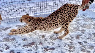 A frosty hello from the cheetah who can't be chased home😁