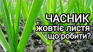 Жовтіє листя часнику, що робити? Причини та допомога.Зрозумійте свою рослину! #часник#добрива