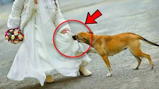 Никто на свадьбе не знал, что она скрывала под платьем, но собака вовремя поняла, что что то не так