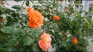 Ух ты: а вот и первые розы в моём Розенберге. 25.05.24. Wow: die ersten Rosen in meinem Rosenberg.