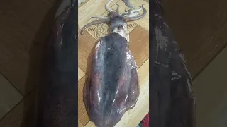 ANG LAKI NG NAHULI KUNG PUSIT, GIANT SQUID, ASMR