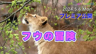 【旭山動物園ライオン】ハラハラ！ドキドキ！冒険するフウ、遂にイオママの怒りが・・・Mother scolding lion cubs climbing a tree：May.6.2024