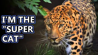 Leopard facts: the tree-dwelling big cats | Animal Fact Files