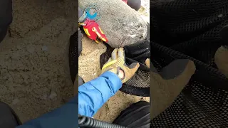 Baby Seal Carefully Rescued #shorts #babyseals #babyanimals