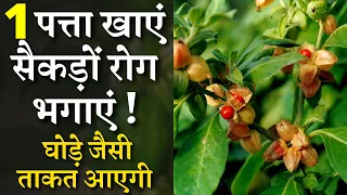 1 पत्ता खाएं सैकड़ों रोग भगाएं ! || घोड़े जैसी ताकत आएगी || The only cure for all diseases plant