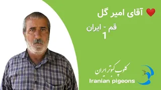 ❤️ اردیبهشت ۱۴۰۳ مصاحبه با آقای امیر گل از قم Iranian high flyer pigeon