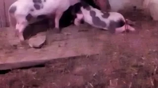 Свинки делают массаж