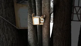 Ну очень смешной звук кормушки 🤣 Very funny sound of the squirrel feeder