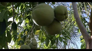 Growing White Sapote in AZ 9B