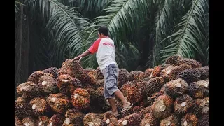 Palm Oil in Indonesia