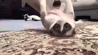 Неудачи Кошек! Cat Fails