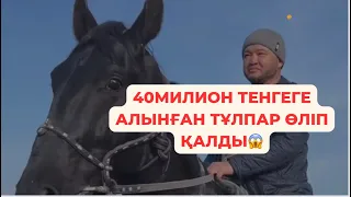 40 милион тенгеге алынған Титаник атты тұлпар өліп қалды! Қаракөсе Бекмұрат ақсақалдың тұлпары!