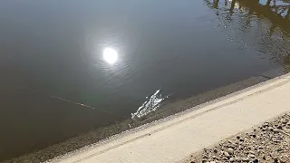 striped bass action delta Mendota canal 12/15/21