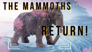 The Woolly Mammoths will be back by 2027!