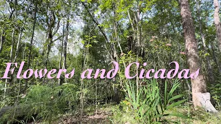 Flowers & Cicadas | End of Australian Summer Forest Sounds