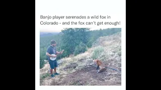 Colorado man plays banjo for a fox in the woods. Viral video has 9 million views