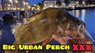 BIG Urban Perch Fishing in Amsterdam BFS