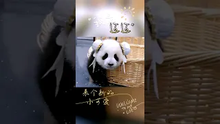 【猛男弟弟来啦😃】小可爱来袭！乐宝弟弟迈迈🤭帅气体操秀，不要眨眼哦🤩🤩！#熊猫迈迈 #giantpanda #pandamaimai #大熊猫