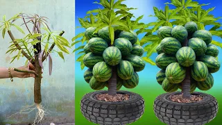 Great technique for growing mangoes with watermelon stimulates super fast fruit production