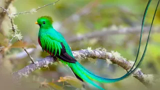 Relaxing music for delicate health therapy to calm the nervous system,for deep relaxation with birds