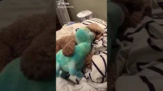 Me, When I found my childhood teddy 🥰😍 #shorts | Cute Dog