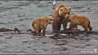 482 Brett's cubs get a quick snack Brooks Falls cam Explore.org 7-22-2022