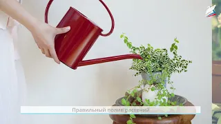 Как живут растения