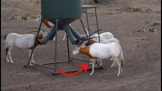 Bowhunting BIG Scimitar Oryx Bull in Texas!